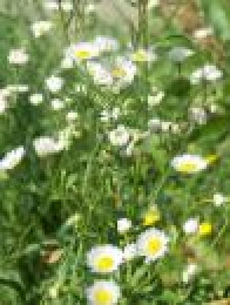 Berufskraut Bio-Qualität zum Räuchern (Erigeron)